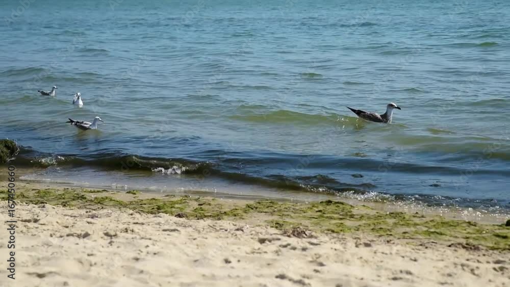 Sea gulls floating on the waves of the Black Sea, Ukraine Sea gulls floating on the waves of the Black Sea, Ukraine