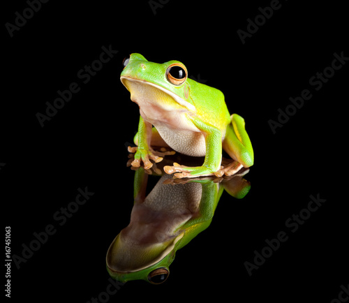 Reflected green tree frog