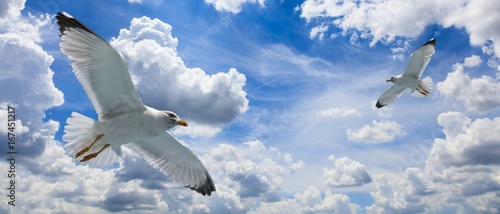 Fotografie Seagulls flying on a cloudy blue sky