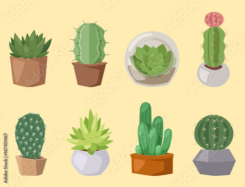 Cactus nature desert flower green mexican succulent tropical plant cacti floral vector illustration.