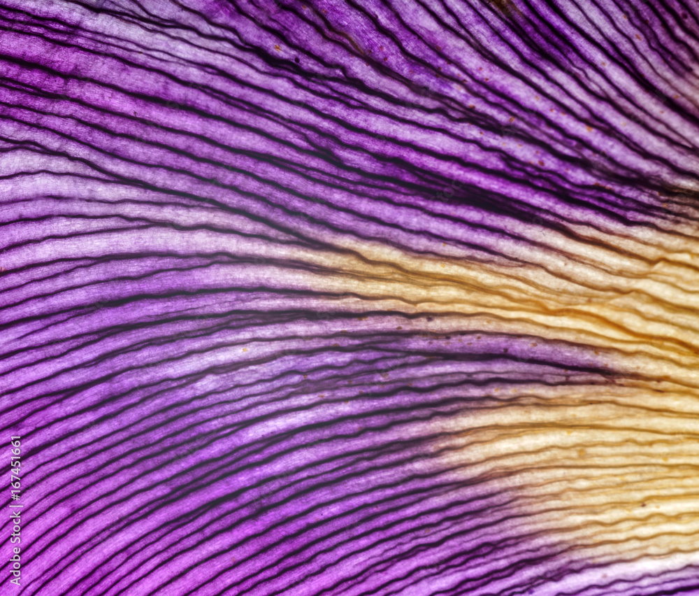 iris petals closeup iris petals closeup