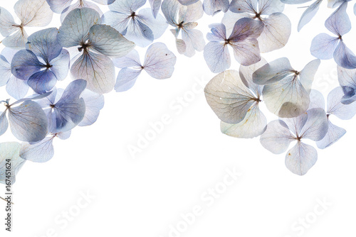 Photo floral composition