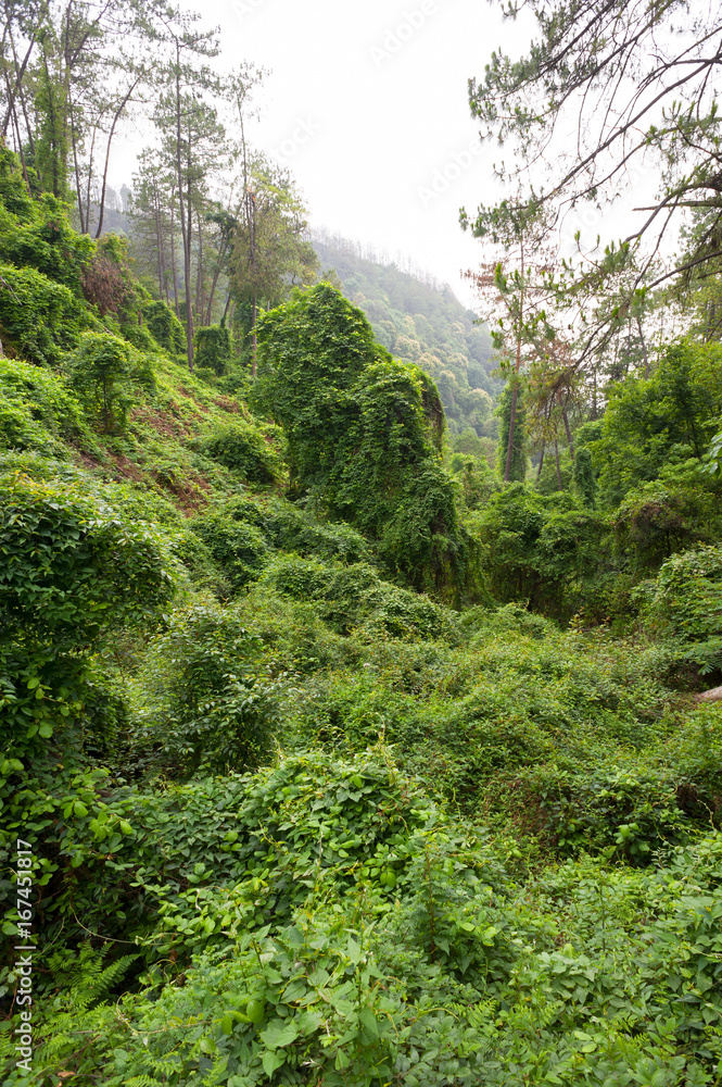 Dense vegetaton in a mountain forest in Xichang, China Dense vegetaton in a mountain forest in Xichang, China