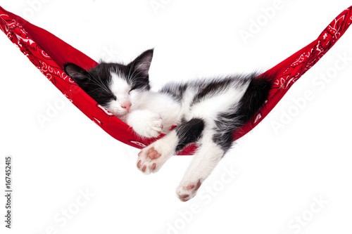 Fototapeta Naklejka Na Ścianę i Meble -  Little kitten sleeps on a hammock. Small cat sleeps sweetly as a small bed. Sleeping cat on a white background. Cats rest after eating.