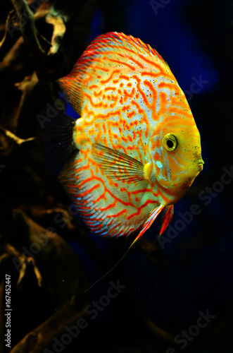 Orange with white diskus fish swims deep