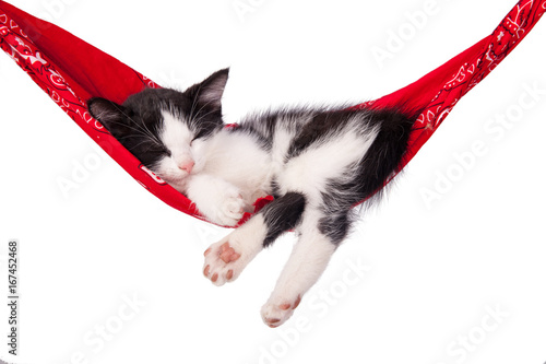 Little kitten sleeps on a hammock. Small cat sleeps sweetly as a small bed. Sleeping cat on a white background. Cats rest after eating.