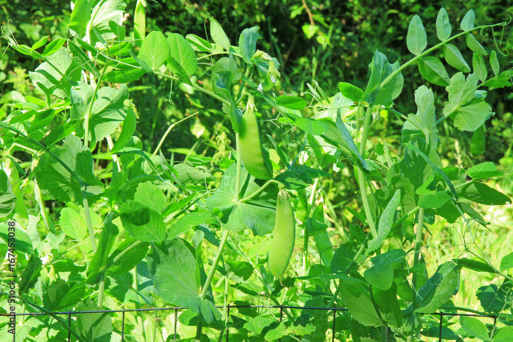Obraz premium Zuckererbsen, Zuckerschoten, Kefe (Pisum sativum) 