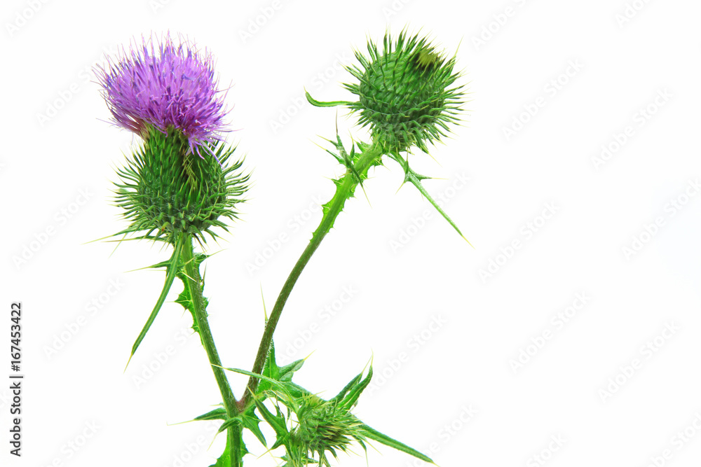 Kratzdistel (Cirsium vulgare) Blüte isoliert vor weißem Hintergrund Kratzdistel (Cirsium vulgare) Blüte isoliert vor weißem Hintergrund