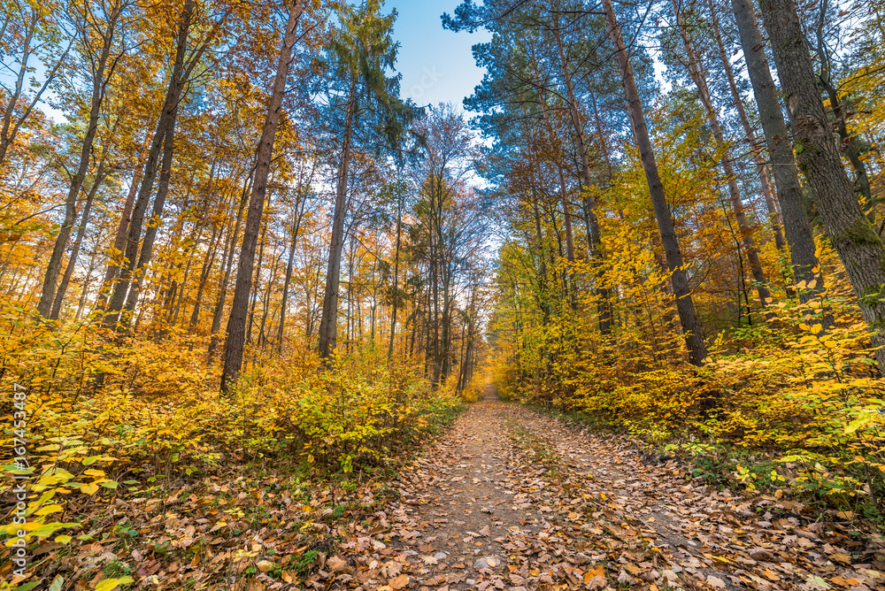 Obraz premium Path in the forest, autumn landscape, Poland