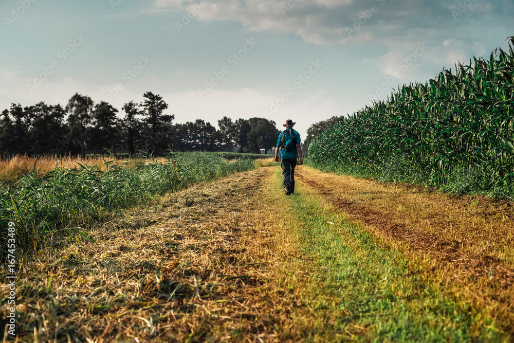 Fototapeta premium Hiker with hat walking along corn field.