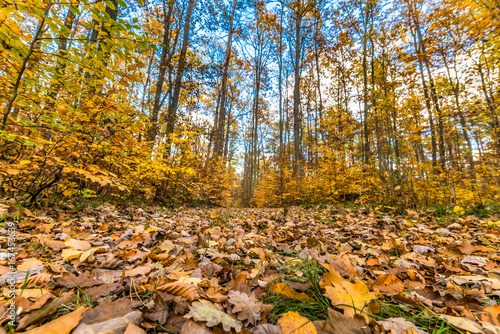 Closeup of fallen leaves on path in the forest  autumn landscape