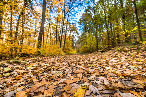 Closeup of fallen leaves on path in the forest  autumn landscape
