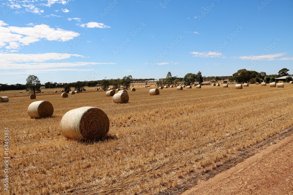 Large straw bales after wheat harvest in Australia, Wheatbelt region in Western Australia 