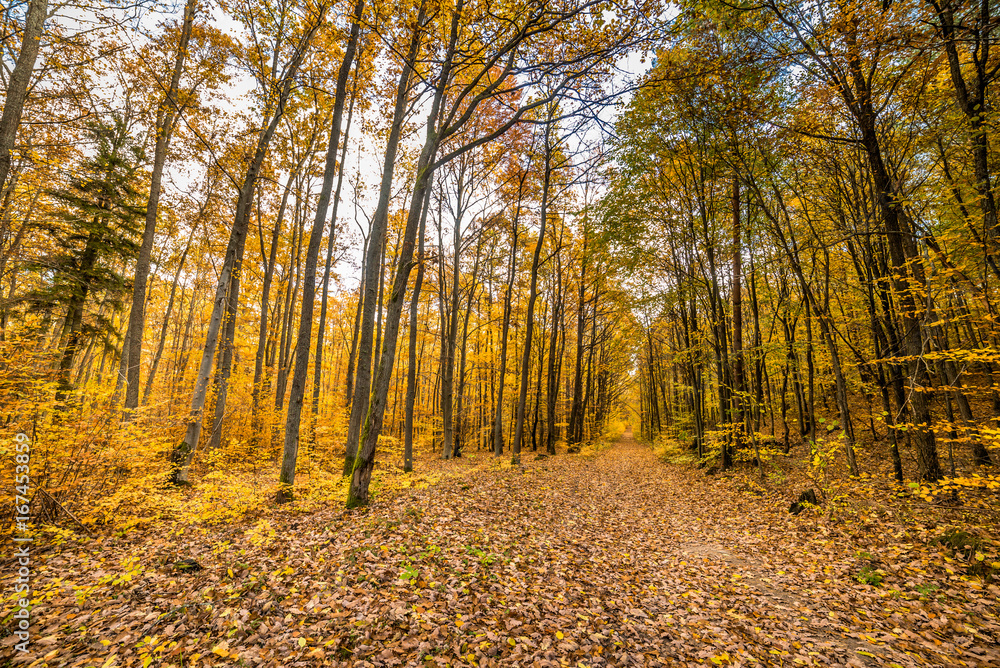 Fototapeta premium Nature trail with fallen leaves in fall forest, autumn landscape