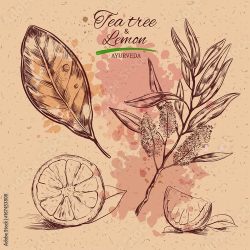 Tee tree and lemon. Vector hand drawn collection.Natural herbs and flowers. Beauty and Ayurveda. Organic cosmetics. Craft paper