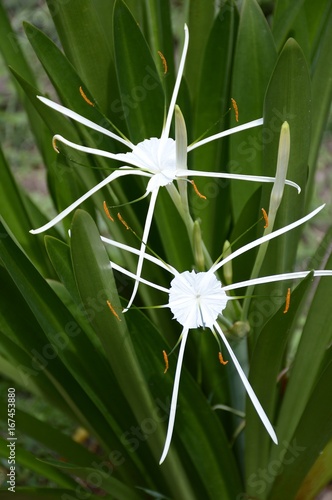 Schnhutchen Hymenocallis latifolia flower in garden photo