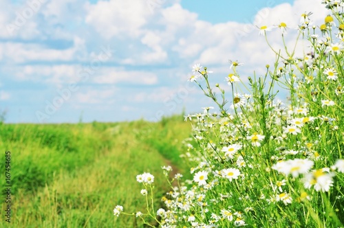 Summer nature photography/ Chamomile flowers in a field on a background of green grass and blue sky. Beautiful view. Summer nature stock photography