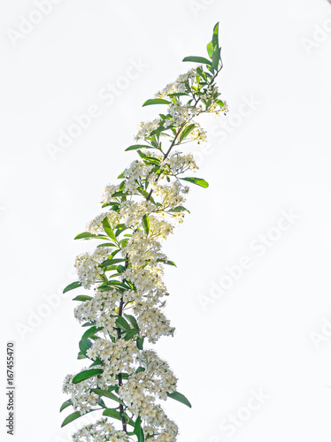 White Sea Buckthorn berry flowers, shrub with branches and green leafs, isolated on white background