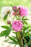 Pink peony flower with bud, bokeh blur background, genus Paeonia, family Paeoniaceae