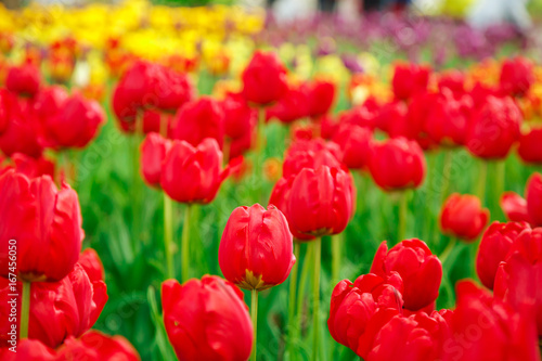  Amazing view of colorful  tulips in the garden.