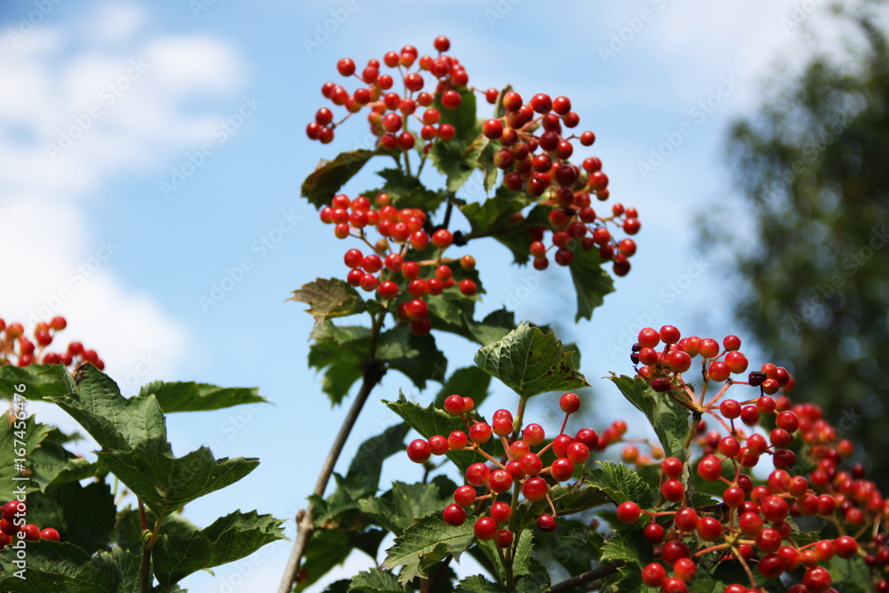 Summer berries Summer berries