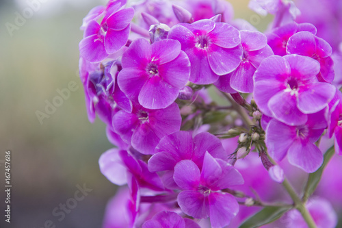 Beautiful blooming purple flower