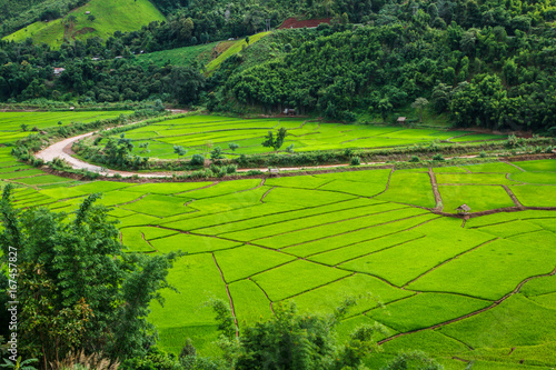 Green Terraces rice field, a beautiful natural beauty on mountain in Nan,Khun Nan Rice Terraces, Boklua Nan Province, Thailand