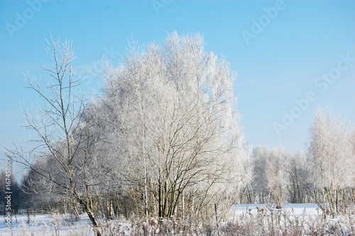 Birch trees under snow at a sunny winter day