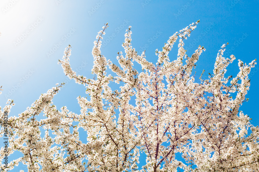 Blossoming tree of cherry, on a blue sky, spring sunny day