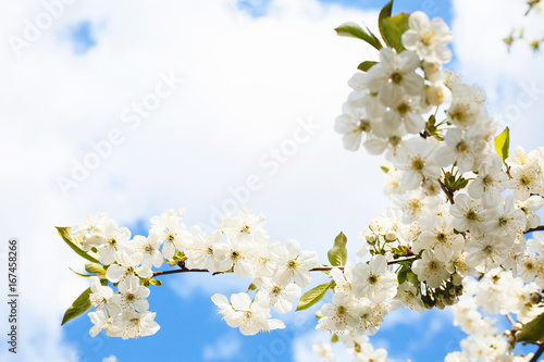 Blossoming tree of cherry, on a blue sky, spring sunny day © alexxndr