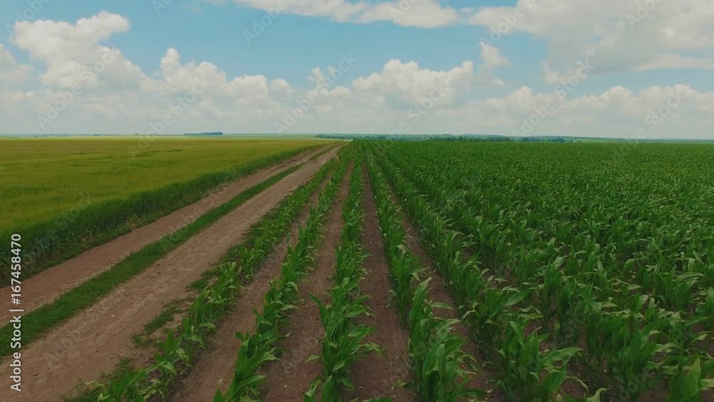 Aerial view of green cornstalks waving from the wind on the fields in 4K Aerial view of green cornstalks waving from the wind on the fields in 4K
