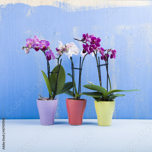 Three orchids in pots