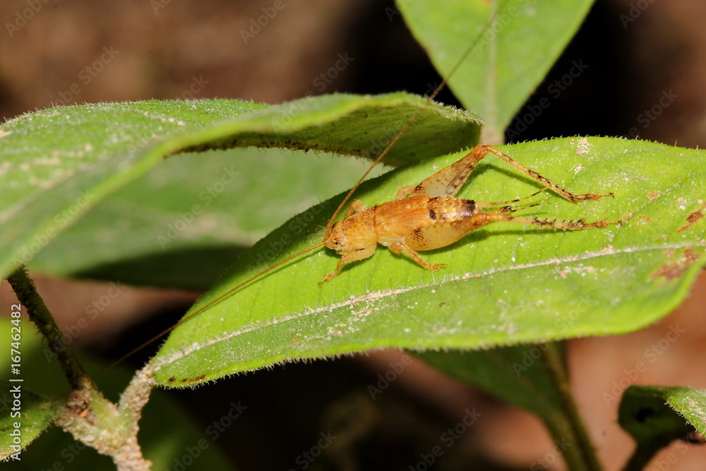 grasshopper grasshopper