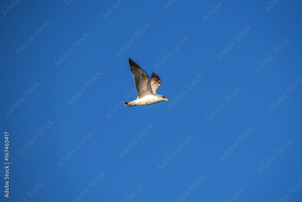 seagull flying, Greece seagull flying, Greece