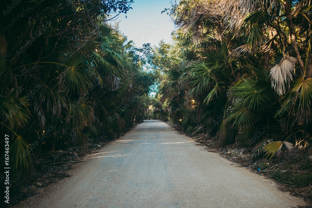 Road among palms Road among palms