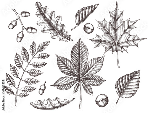 Set of autumn leaves. Hand drawn maple, birch, chestnut, acorn, ash tree, oak. Sketch. Vintage
