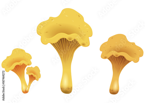 Mushroom chanterelles isolated isolated on white background. Vector Illustration.