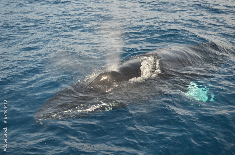 Obraz premium Ballena