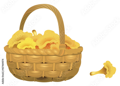 Wicker basket full of chanterelles isolated on white background. Vector Illustration photo