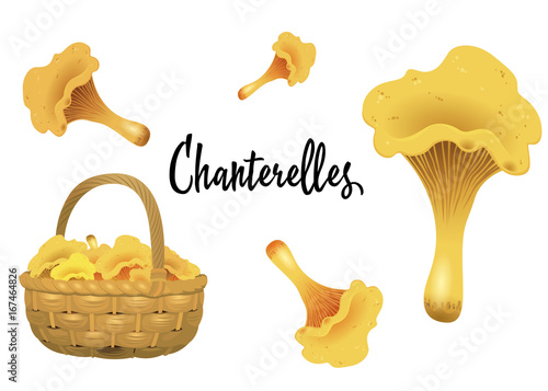 Wicker basket full of chanterelles and mushroom separately isolated on white background. Vector Illustration