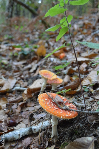 red mushroom lost in the forest