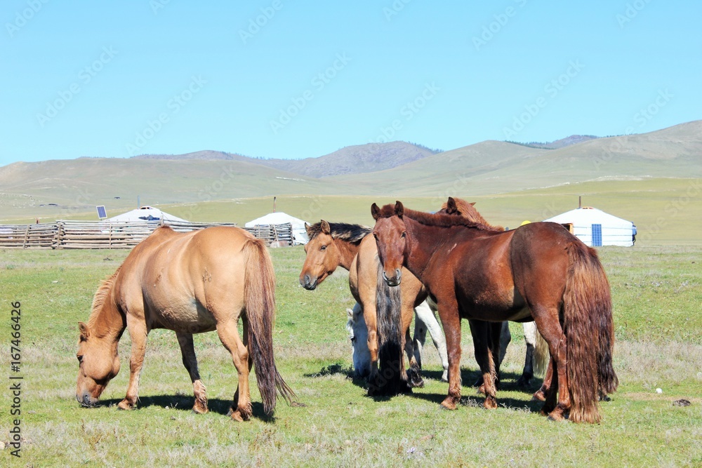 Mongolian Horses and yurts