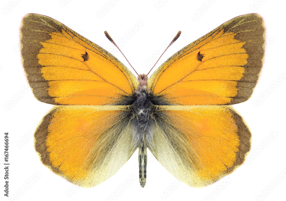 Butterfly Colias regia (male) on a white background Butterfly Colias regia (male) on a white background