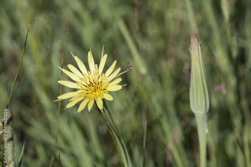 Yellow Salsify wildflower bloom on a natural green foliage background Yellow Salsify wildflower bloom on a natural green foliage background