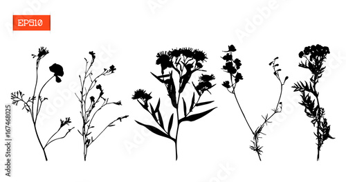 Set silhouettes of wild flowers vector illustration