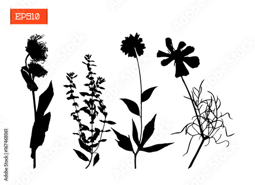 Set silhouettes of wild flowers vector illustration