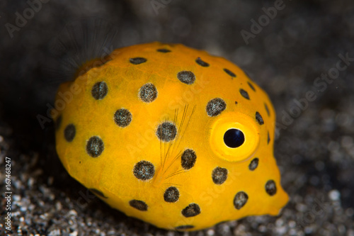 juvenile boxfish