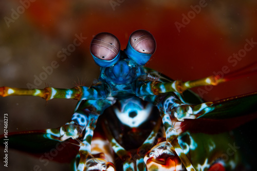 peacock mantis shrimp