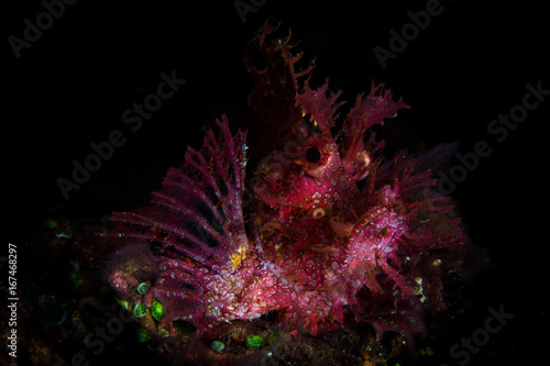 Rhinopias