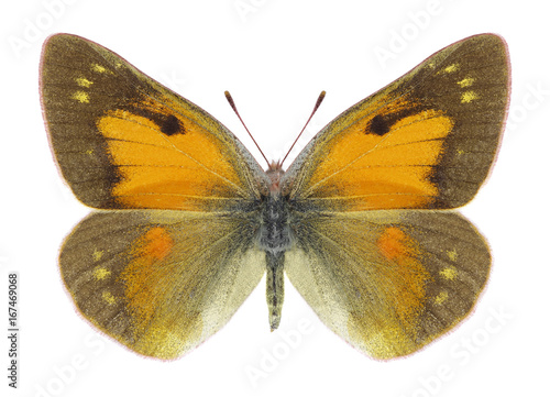 Butterfly Colias thisoa on a white background © als